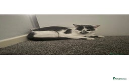 Domestic Shorthair cats for sale: Male cat for sale - Advert 2