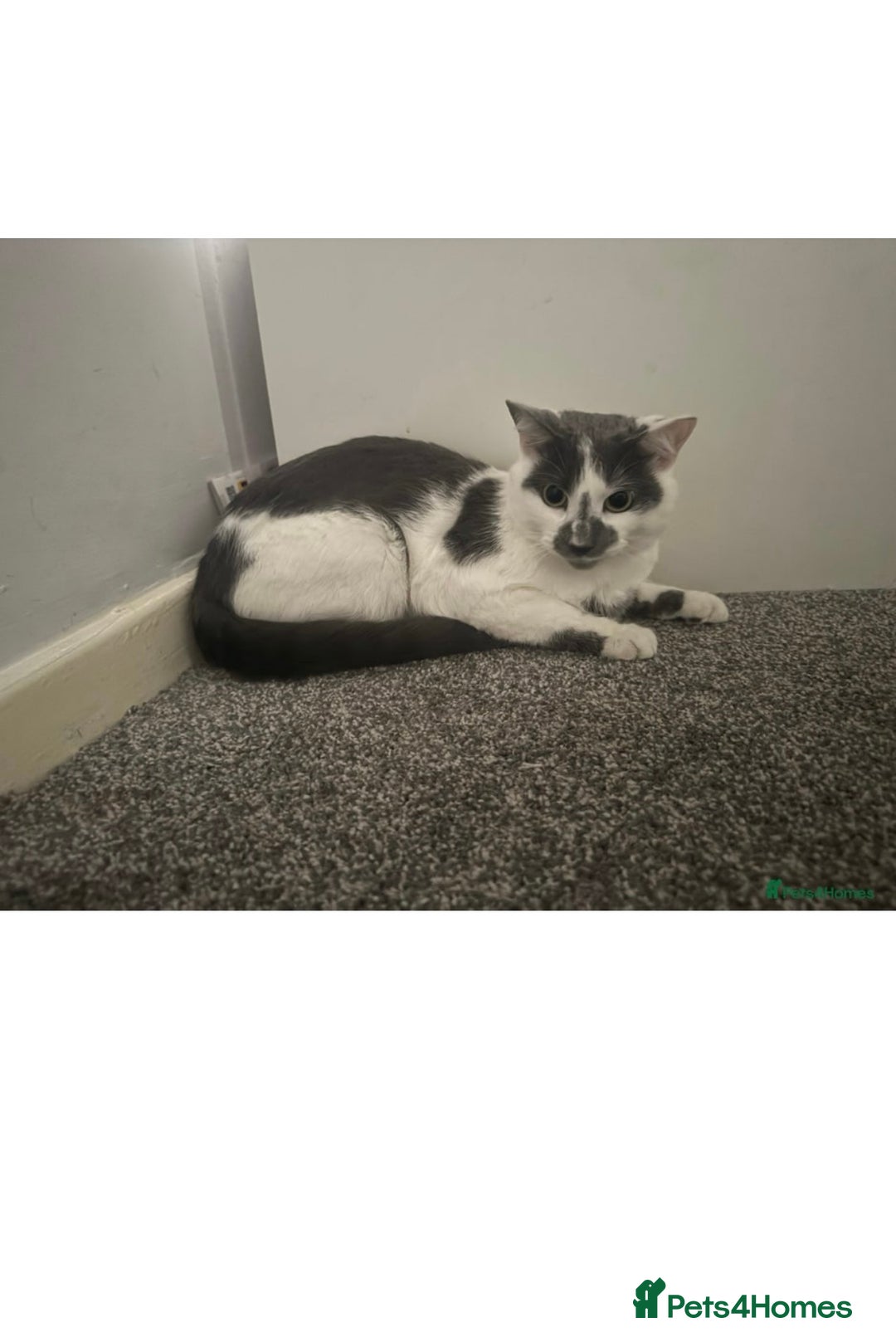 Domestic Shorthair cats for sale: Male cat for sale - Advert 2