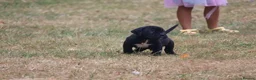 Presa Canario dogs for sale: World class presa canarios  - Advert 7