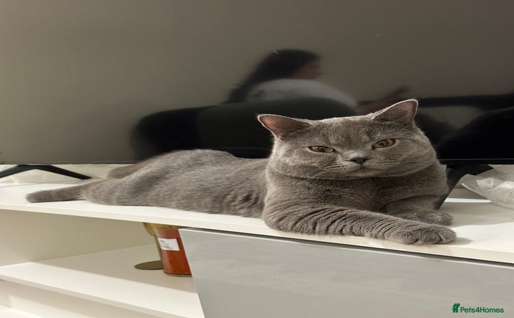 British Shorthair cats - Advert 1
