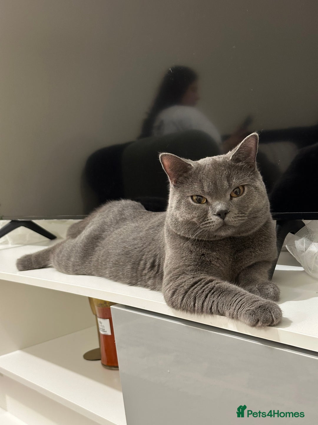 British Shorthair cats for stud: Big boy CJ Blu British short hair for stud  - Image 1