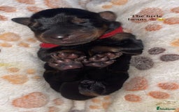 Dobermann dogs for sale: Doberman Puppies For Sale  - Image 12