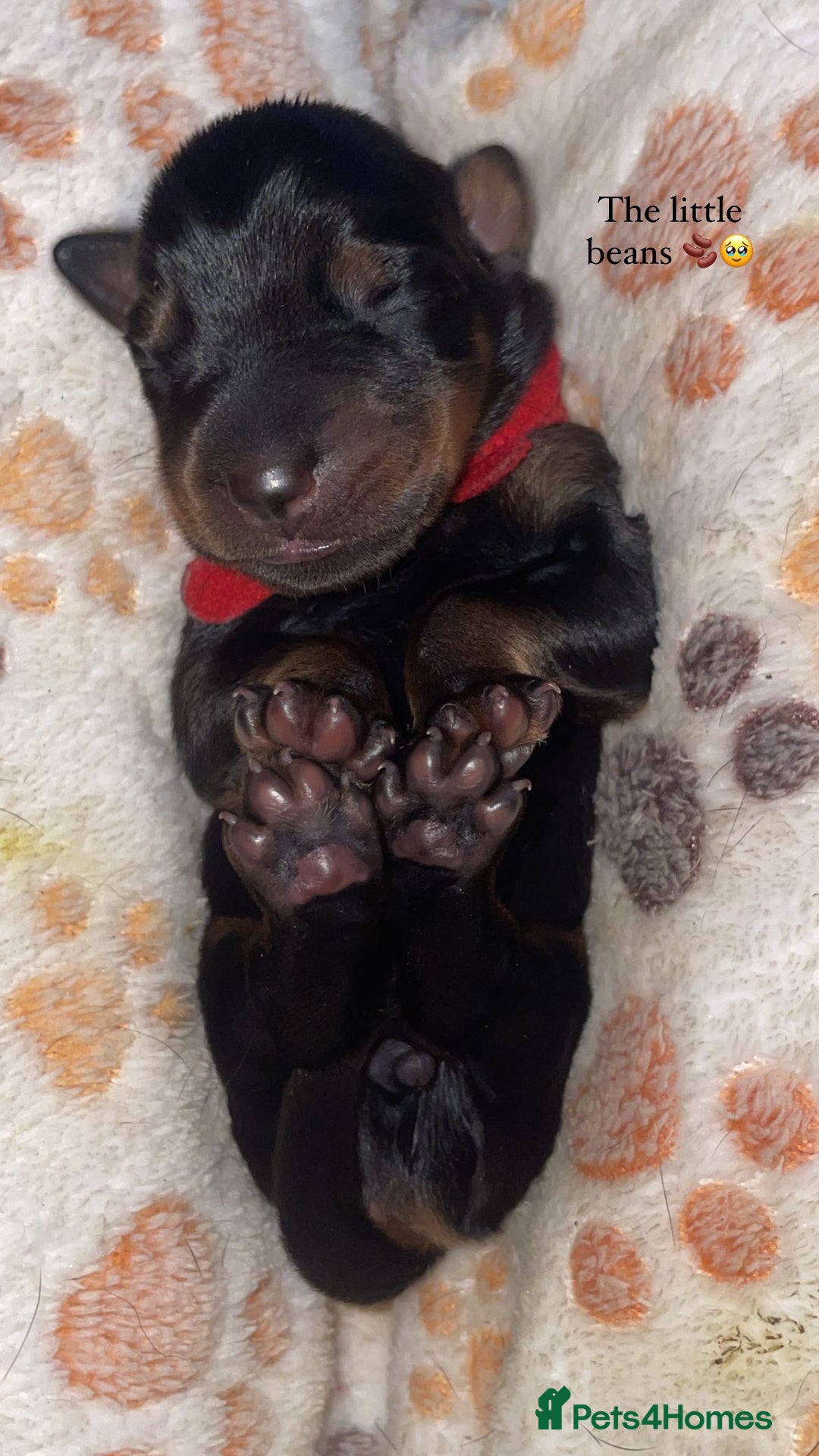Dobermann dogs for sale: Doberman Puppies For Sale  - Image 12