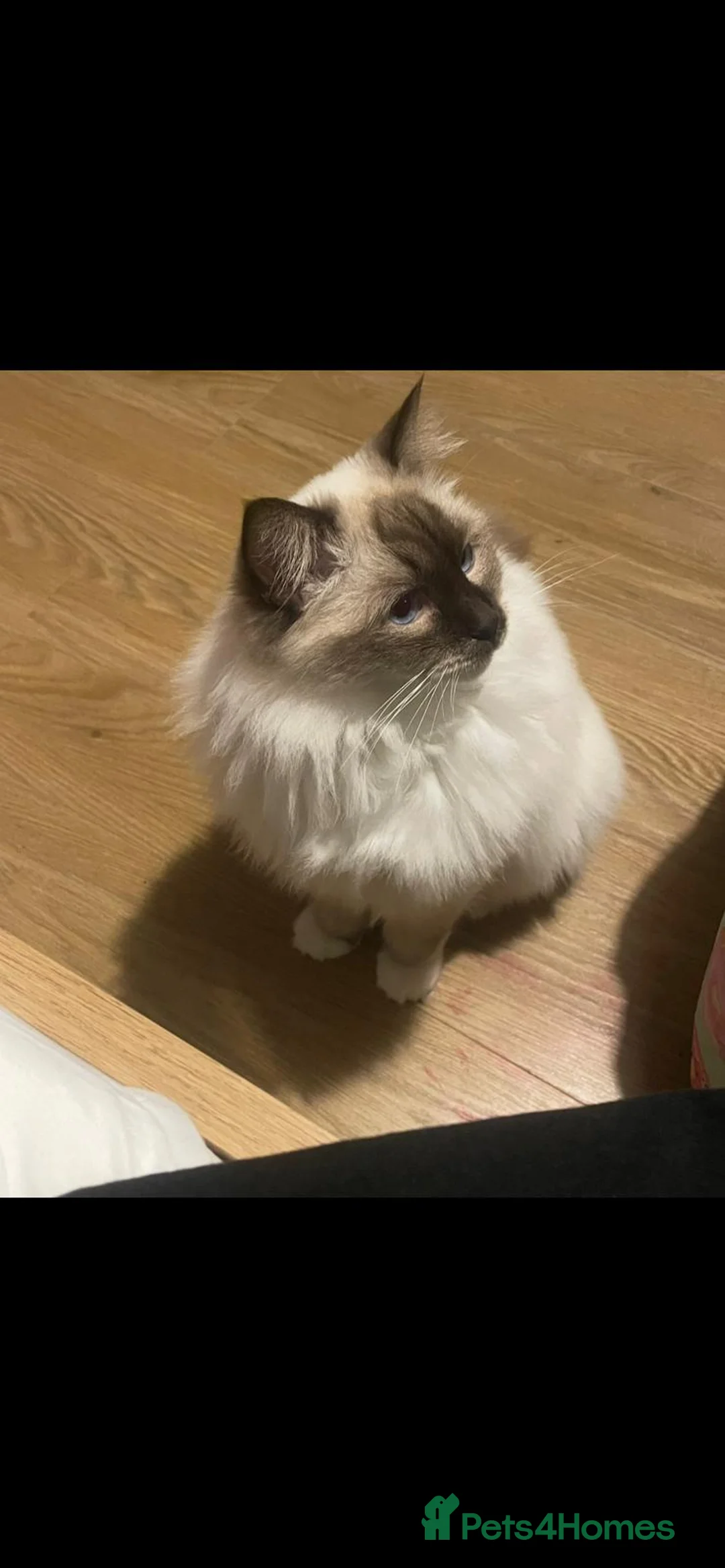 Ragdoll cats for sale: Ragdoll cats  - Advert 3