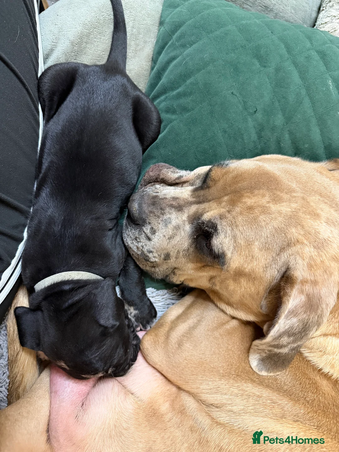 Cane Corso dogs for sale: Nearly ready * Beautiful chunky Cane Corso litter* - Advert 21