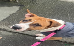 Mixed Breed dogs for sale: Two pretty pups for sale who deserve the best - Image 5