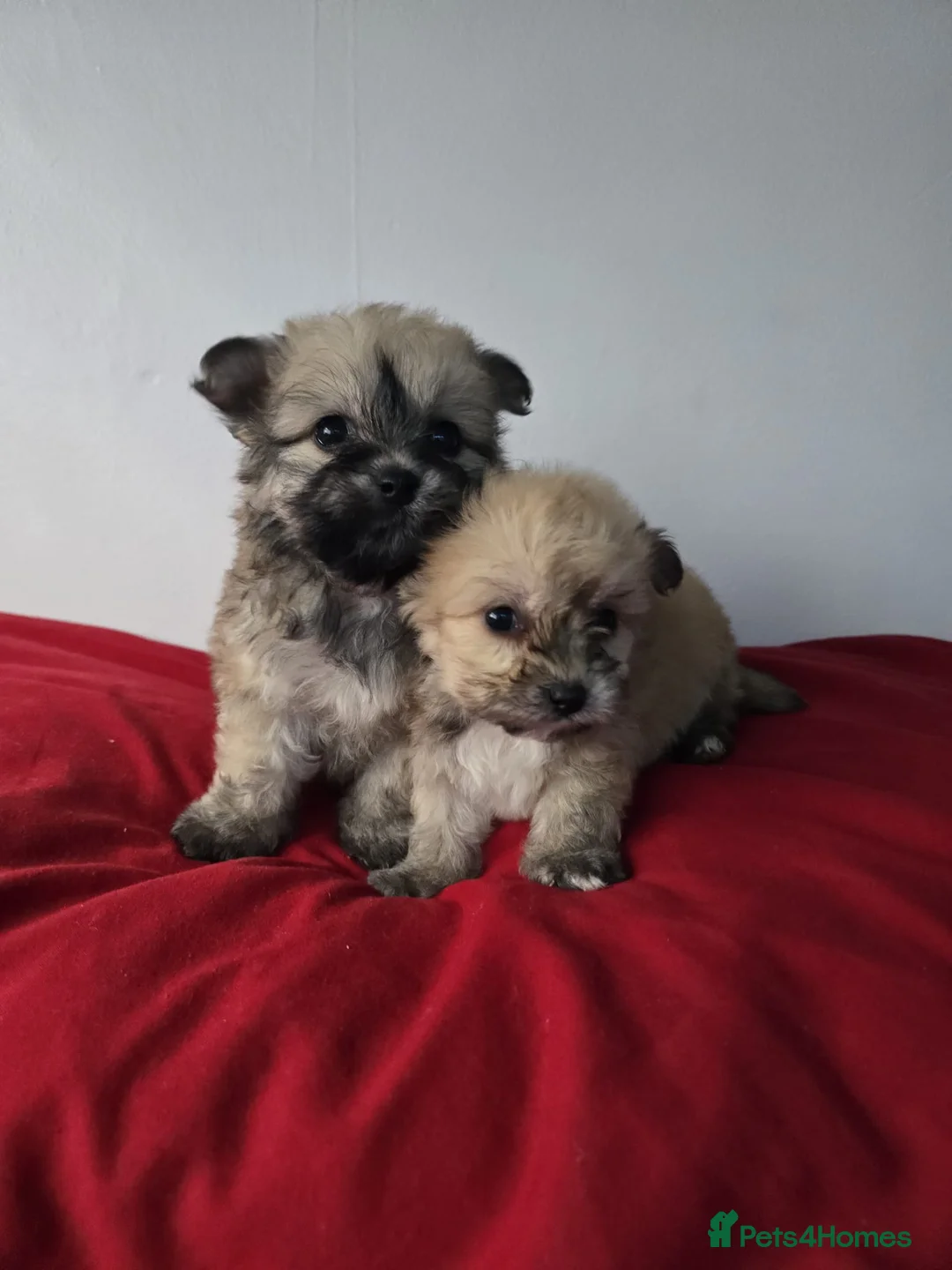 Yorkiepoo dogs for sale: Yorkiepoo puppies  - Advert 13