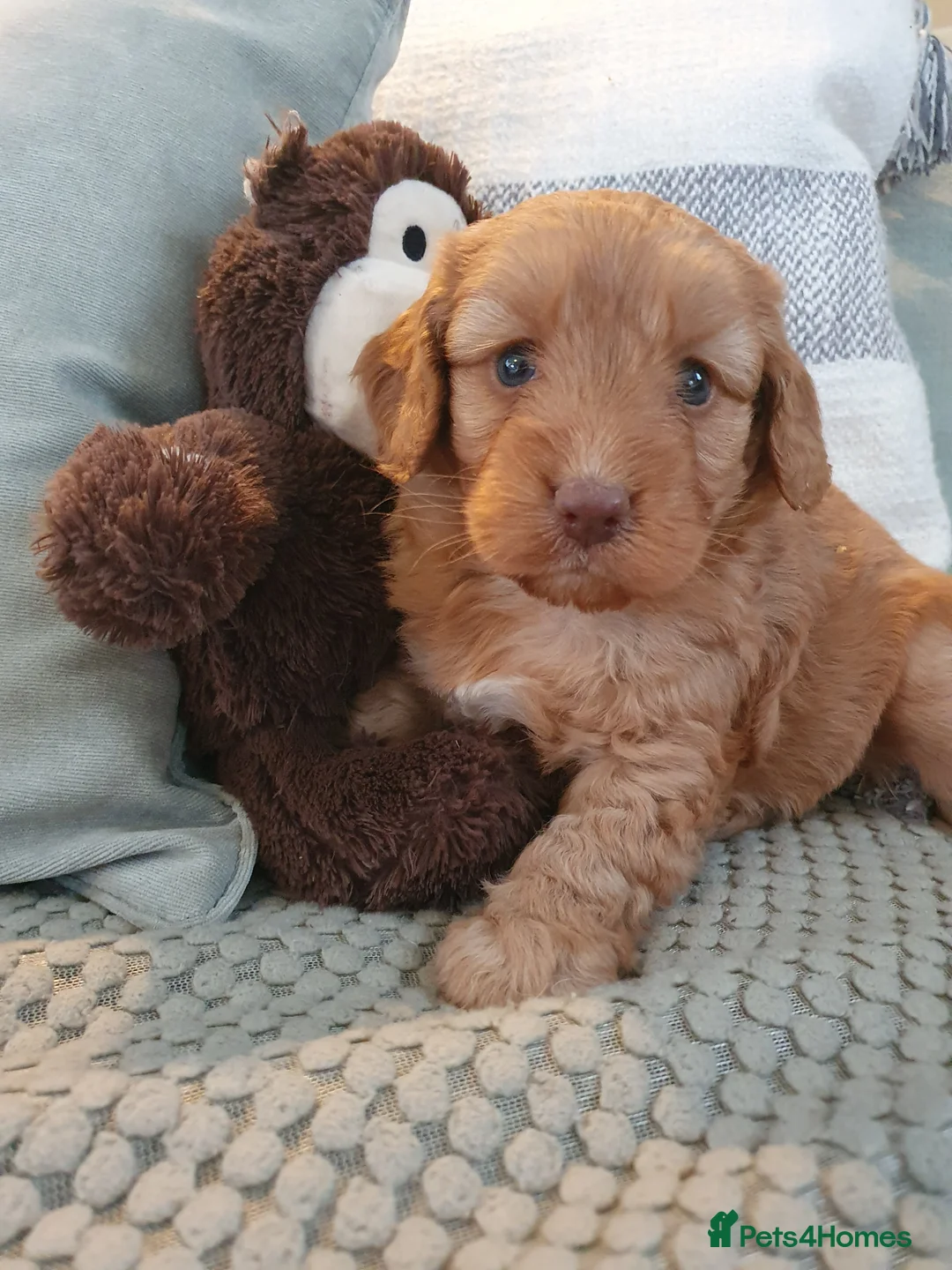 Cockapoo dogs for sale: cockapoo f1 puppies - Advert 3