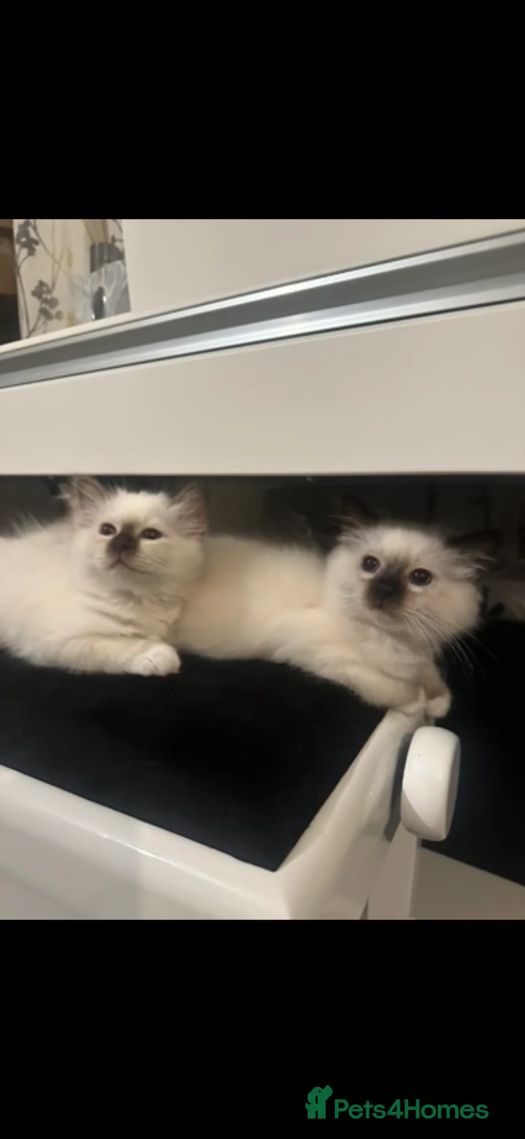 Birman cats for sale: Birman Kittens for sale. - Advert 2