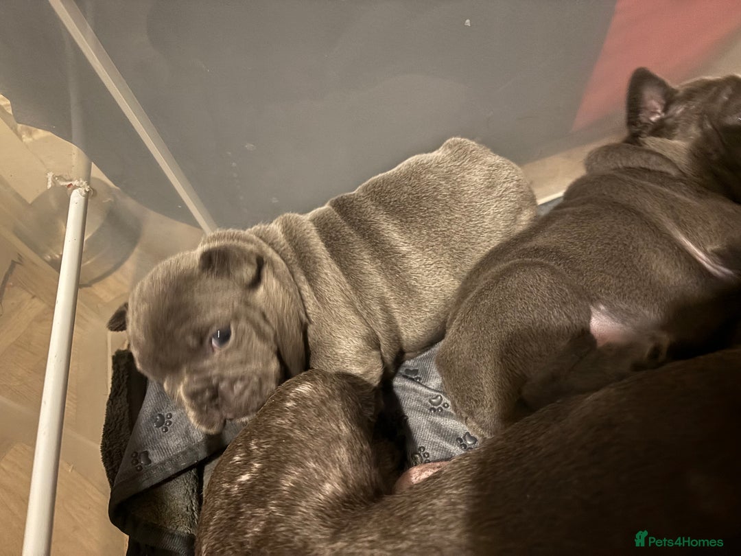 French Bulldog dogs for sale: Mini bulls - Advert 20