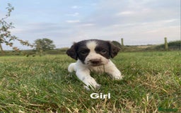 Sprocker dogs for sale: Sprocker puppys  - Image 2