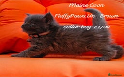 Maine Coon cats for sale: Maine Coons FluffyPaws.Uk  - Image 3