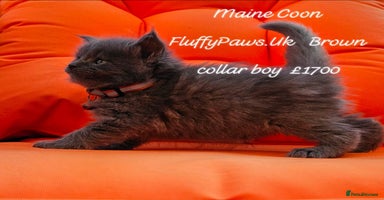 Maine Coon cats - Advert 4