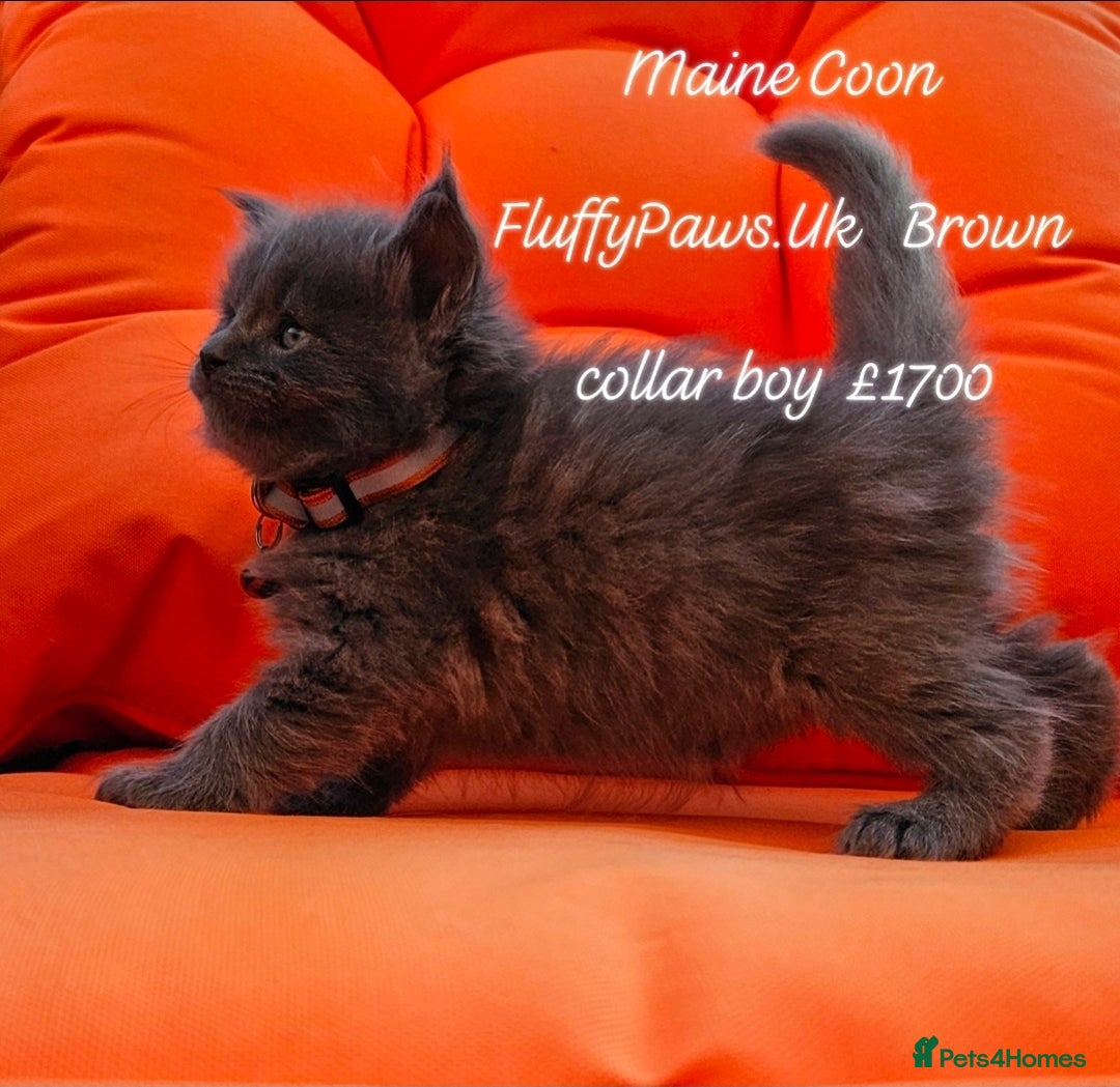 Maine Coon cats for sale: Maine Coons FluffyPaws.Uk  - Image 3