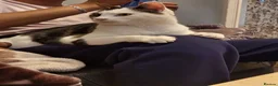 Mixed Breed cats for adoption: Black and white cat - Advert 4
