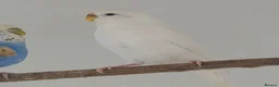 Budgerigars birds for sale: Beautiful white budgie - Advert 2