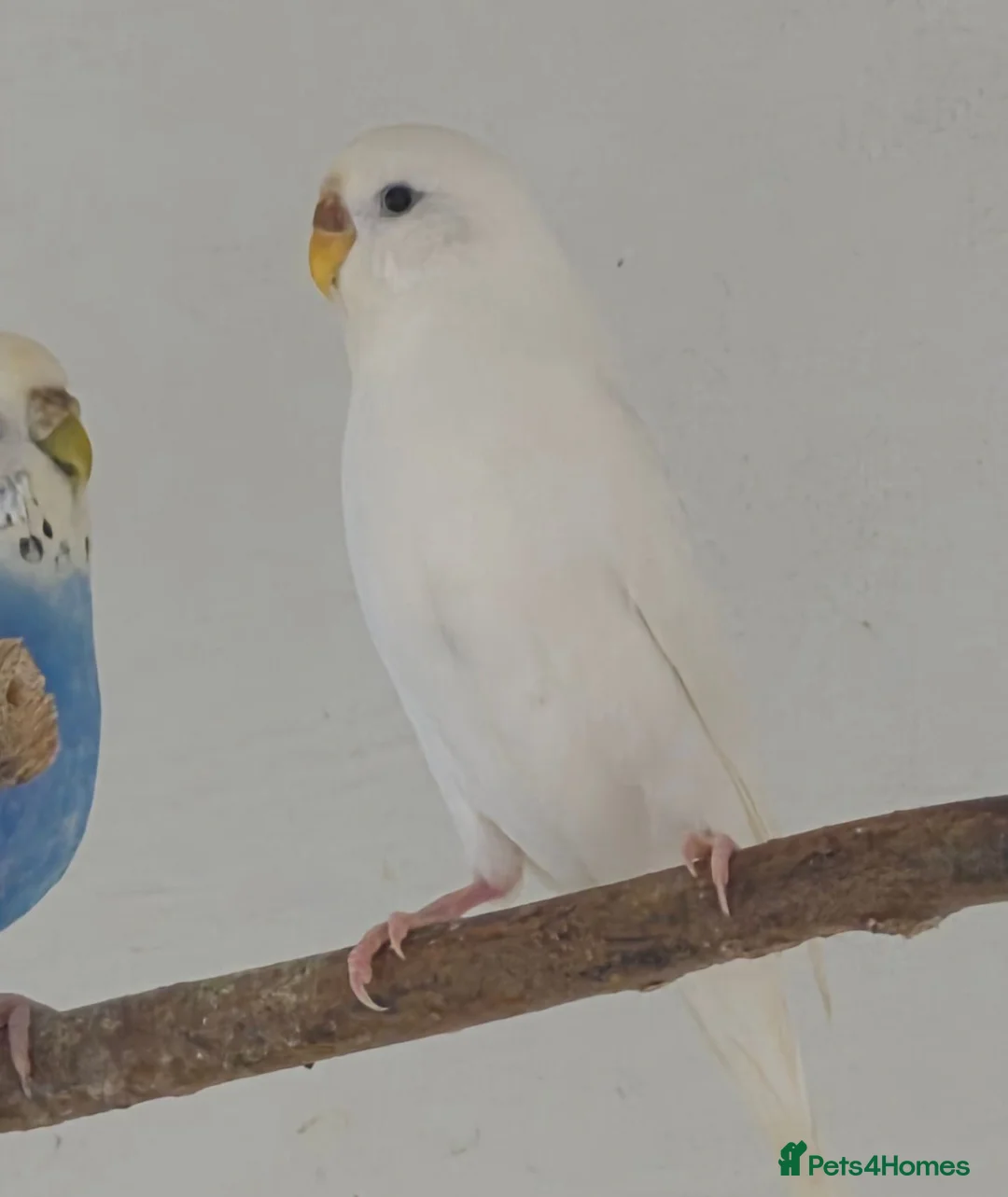 Budgerigars birds for sale: Beautiful white budgie - Advert 2