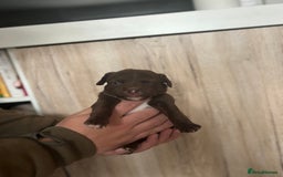 Patterdale Terrier dogs for sale: 3 gorgeous patterdale puppies  - Image 2