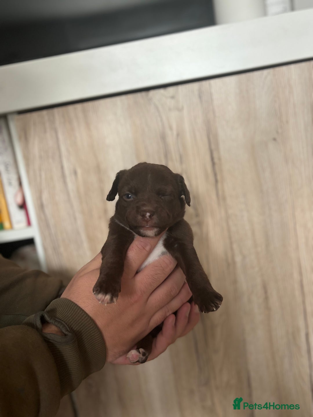Patterdale Terrier dogs for sale: 3 gorgeous patterdale puppies  - Image 2