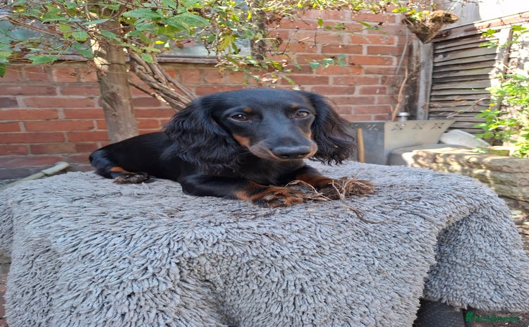 Miniature Dachshund dogs in Stafford - Advert 12