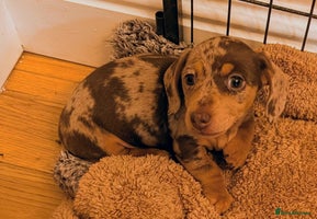 Miniature Dachshund dogs - Advert 13