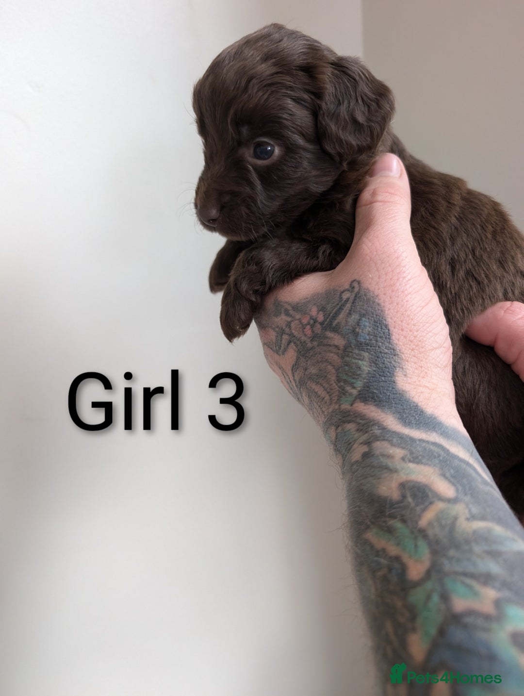 Cockapoo dogs for sale: Toy cocker poo f2 pups - Image 16