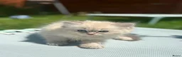 Ragdoll cats for sale: Ready to leave! 1 Blue boy Ragdoll kitten  - Advert 25