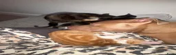 Mixed Breed cats for sale: Female tortoiseshell kitten - Advert 6