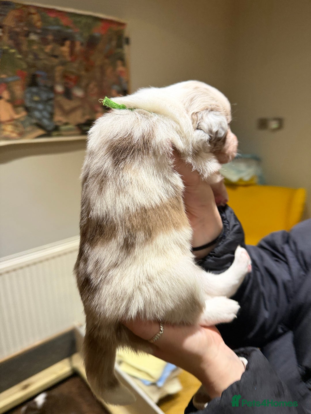 Border Collie dogs for sale: Red & white tri merle border collie puppies - Advert 16