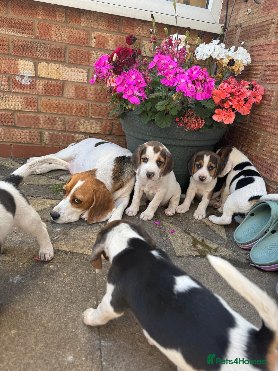 Beagle dogs for sale: Beagle puppies‼️Ready to leave NOW‼️ - Image 10