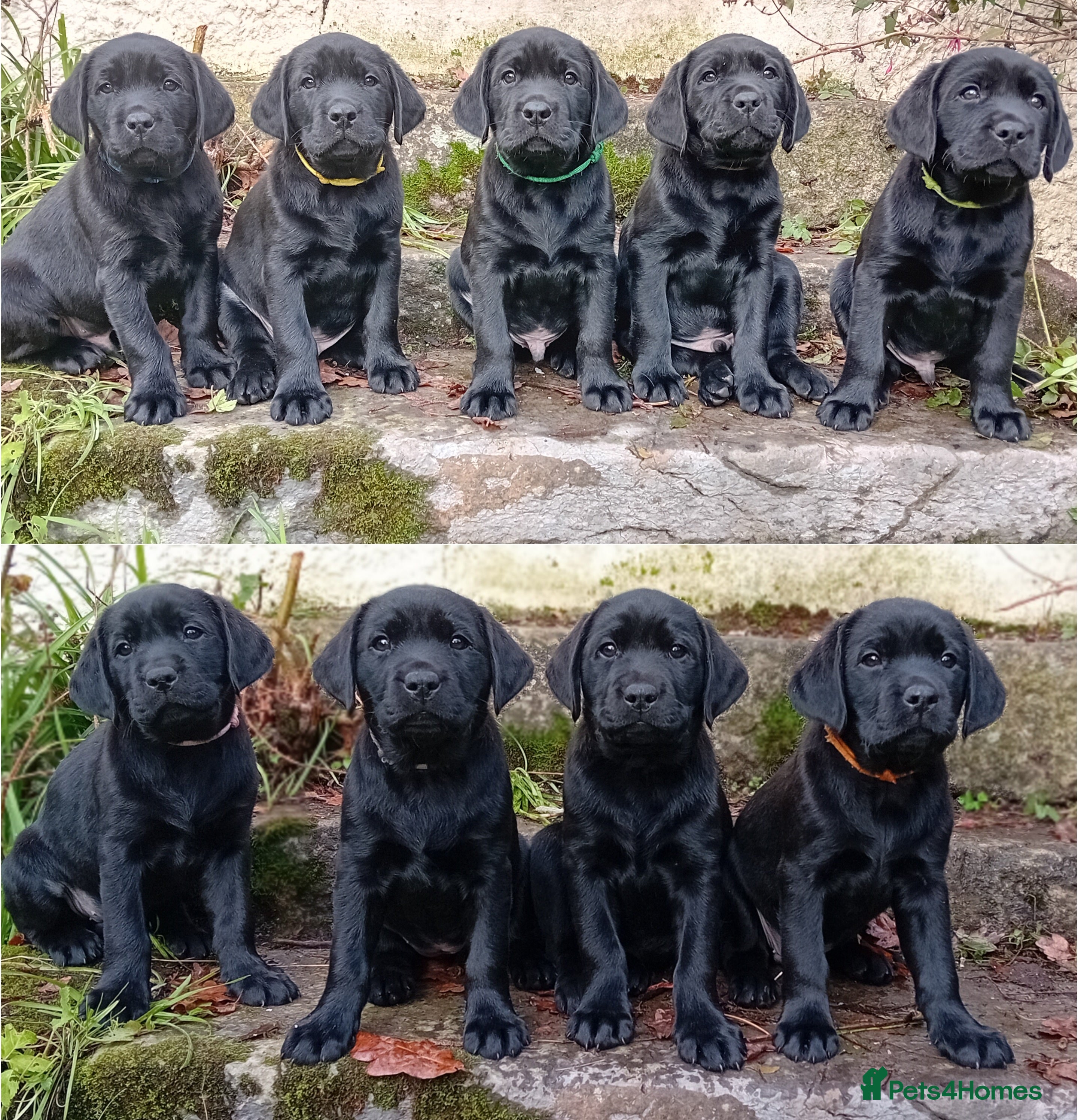 Labrador Retriever dogs Beautiful KC registered black Labrador puppies - Advert 2