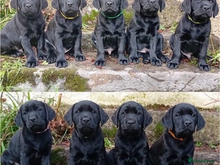 Labrador Retriever dogs Beautiful KC registered black Labrador puppies - Advert 1