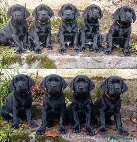 Labrador Retriever dogs Beautiful KC registered black Labrador puppies - Advert 1