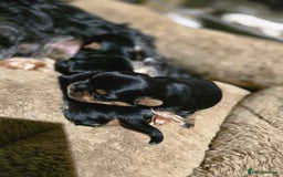 Yorkshire Terrier dogs for sale: Mini Yorkshier Terrier - Advert 4