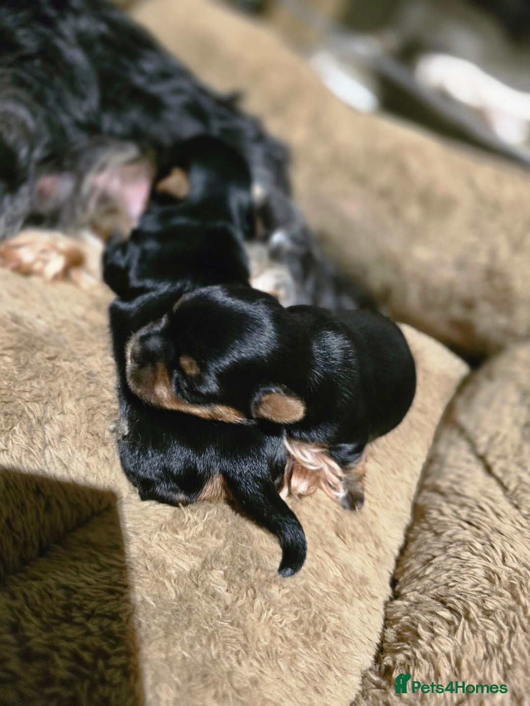 Yorkshire Terrier dogs for sale: Mini Yorkshier Terrier - Advert 4