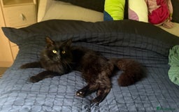 Norwegian Forest Cat cats for sale: Four Year old Norwegian Forest Cat For Sale - Image 3