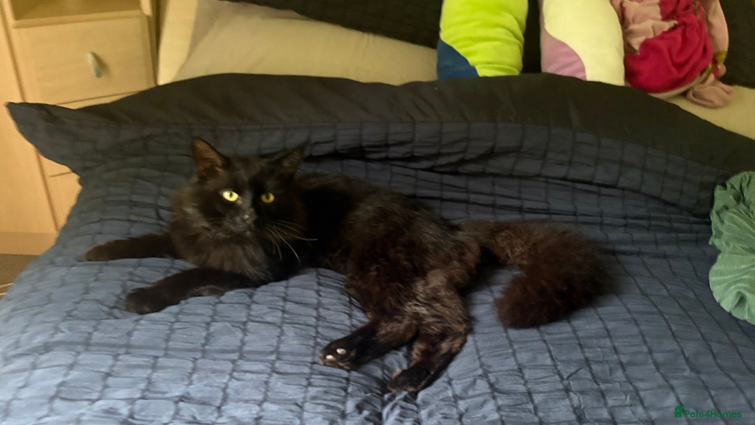 Norwegian Forest Cat cats for sale: Four Year old Norwegian Forest Cat For Sale - Image 3