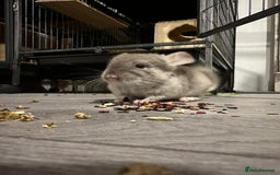 Chinchilla rodents for sale: Beige Male Chinchilla – From Beautiful Parents - Image 2