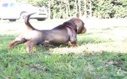 Dachshund dogs for sale: KC Wirehaired Dachshund / Teckel puppies  - Image 5