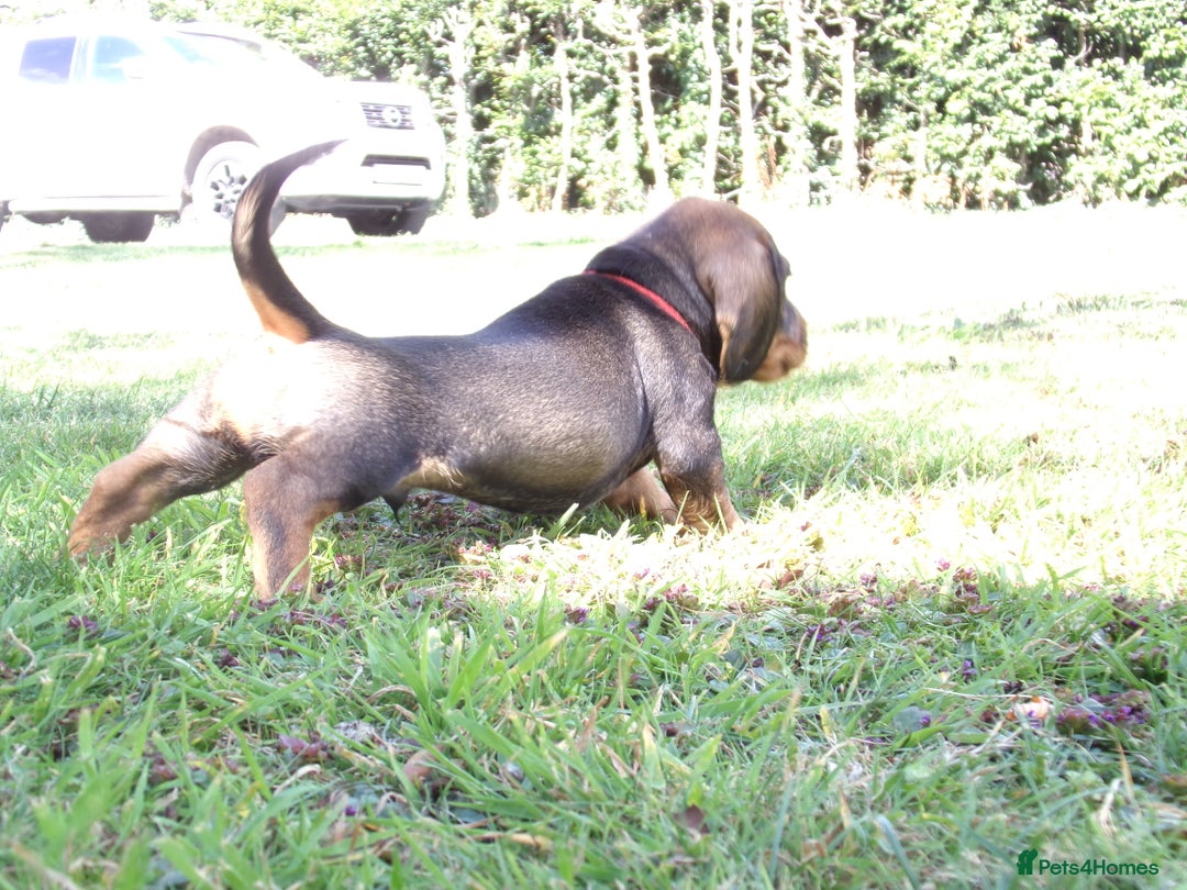Dachshund dogs for sale: KC Wirehaired Dachshund / Teckel puppies  - Image 5