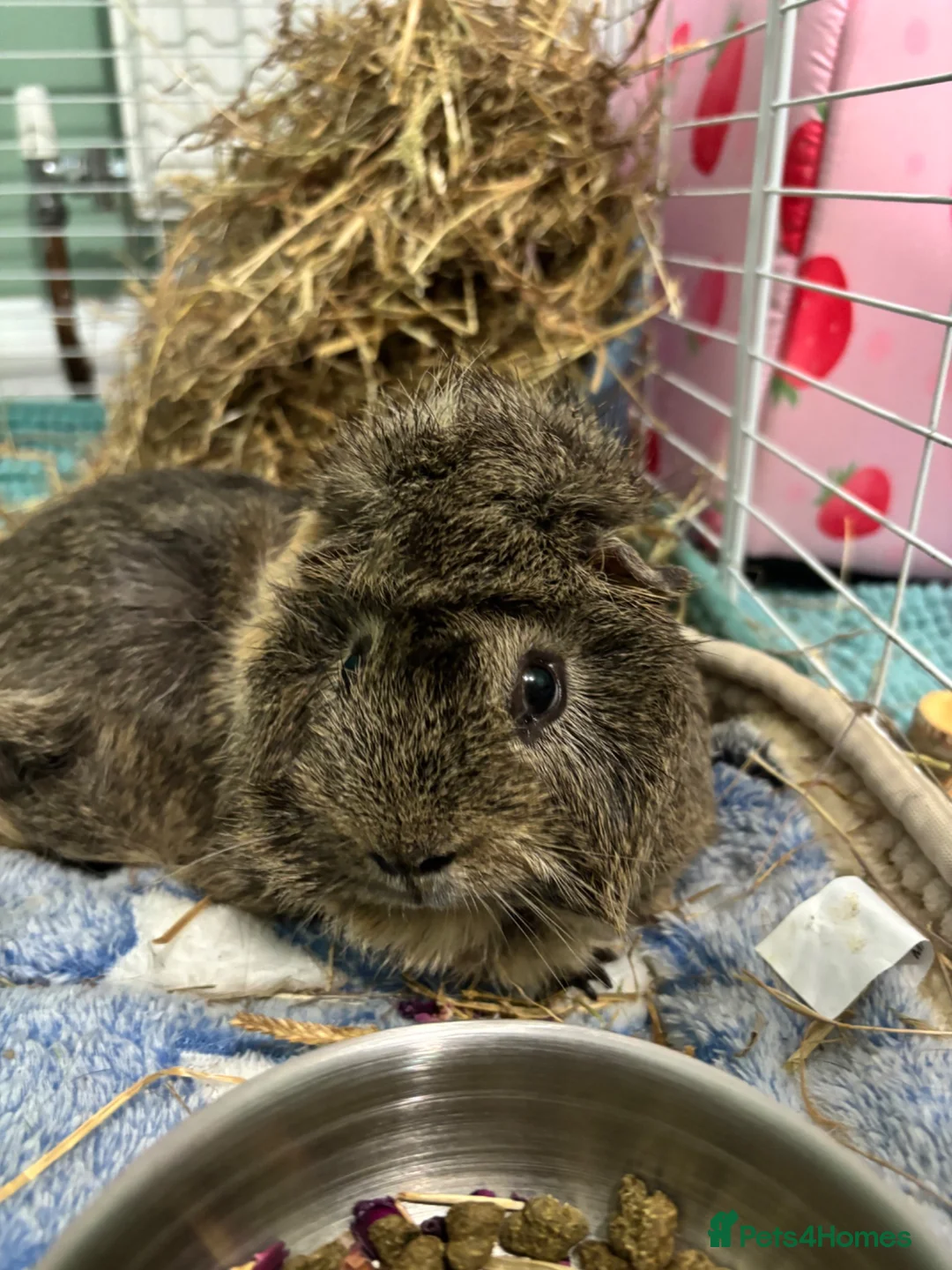 Guinea Pig rodents for sale: Male guinea pig  - Advert 1