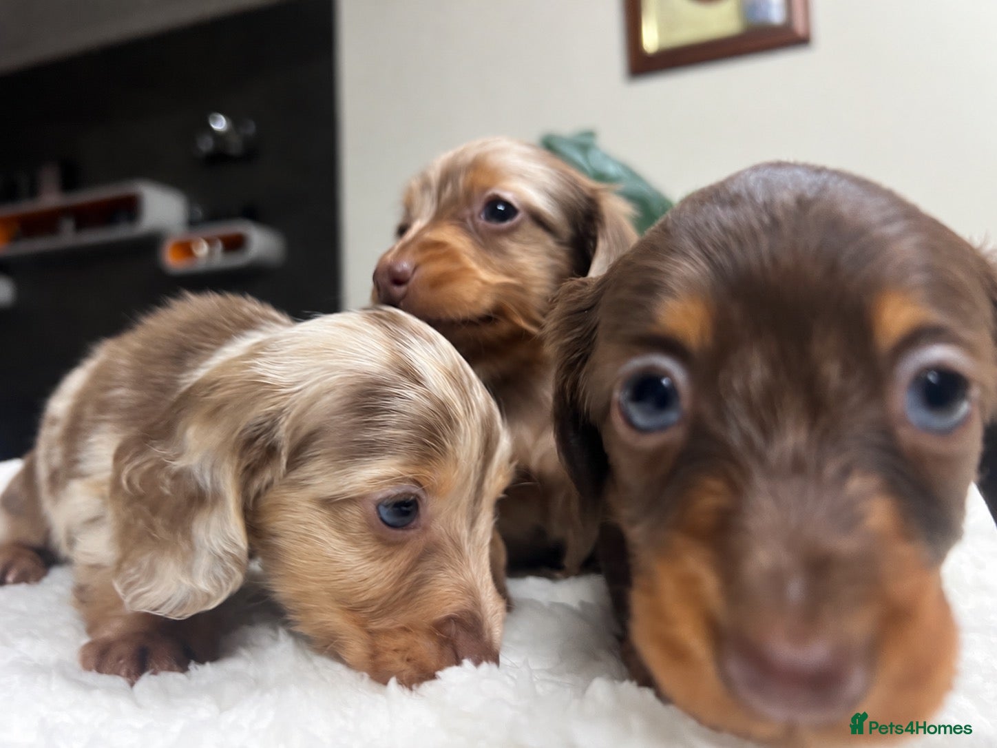 Miniature Dachshund dogs for sale: Tiny KC Longhair Dachshunds  Chocolate & Dapple - Advert 1