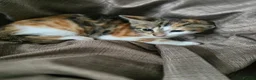 Mixed Breed cats for sale: Beautiful Bengal × British Shorthair Kittens - Advert 16