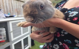 Mixed Breed rabbits for sale: Rabbit, male, 3yrs, with double hutch - Image 16