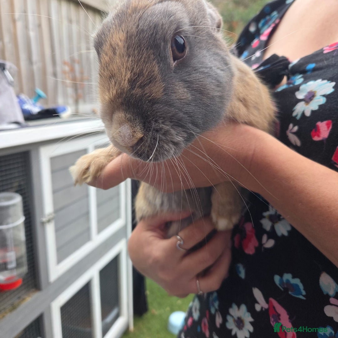 Mixed Breed rabbits for sale: Rabbit, male, 3yrs, with double hutch - Image 16
