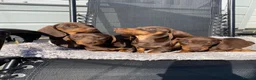 Dachshund dogs for sale: Dachshund Puppies for Sale - Advert 3