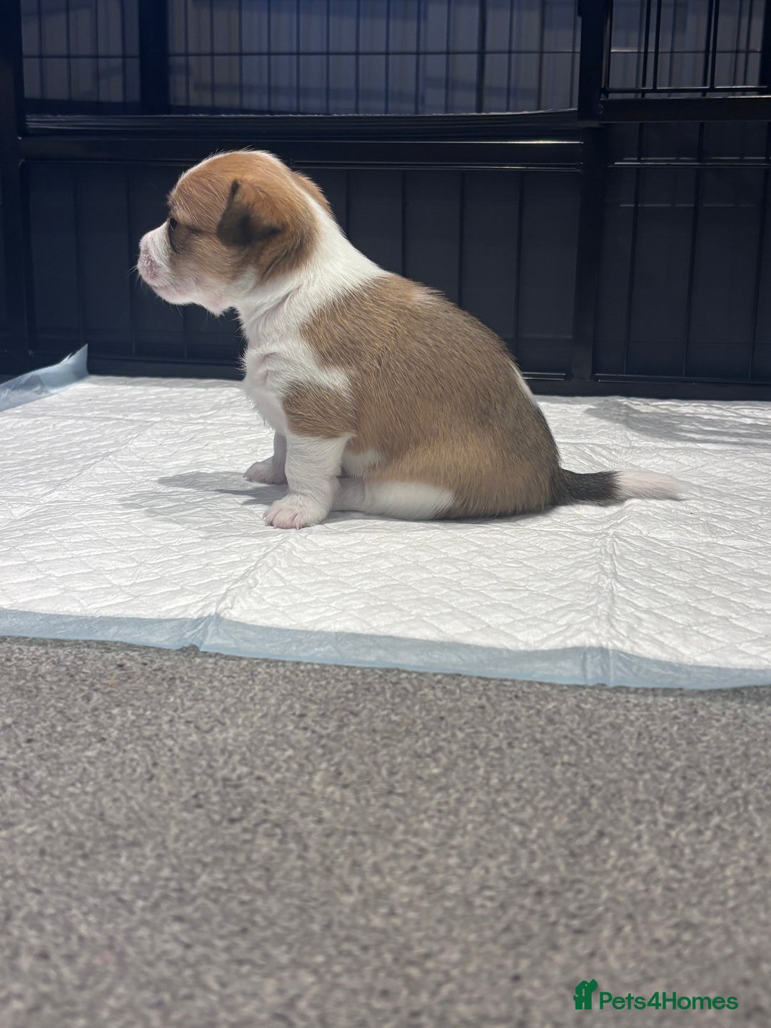 Mixed Breed dogs for sale: 3/4 Jack 1/4 Maltese male puppy available  - Advert 9