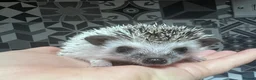 Pygmy Hedgehog rodents for sale: African Pygmy hedgehog hoglets  - Advert 3