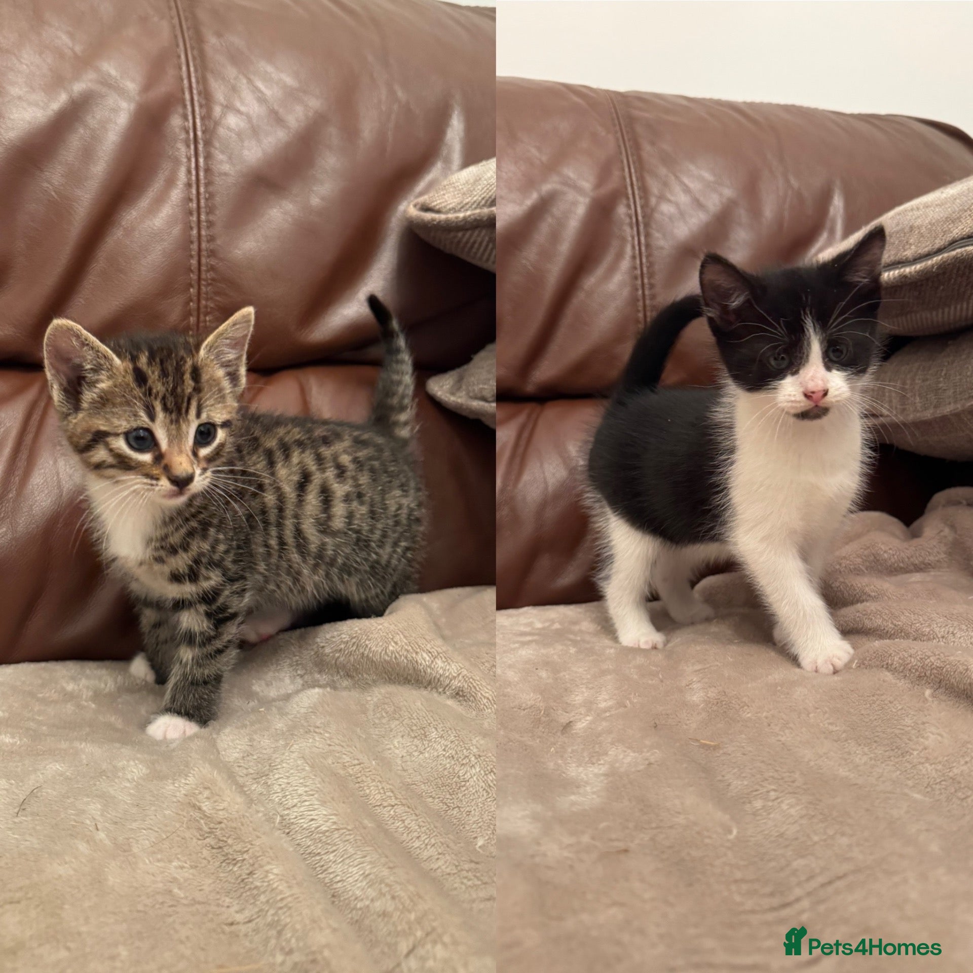 Mixed Breed cats 1 tabby boy 1 black and white boy available  - Advert 1