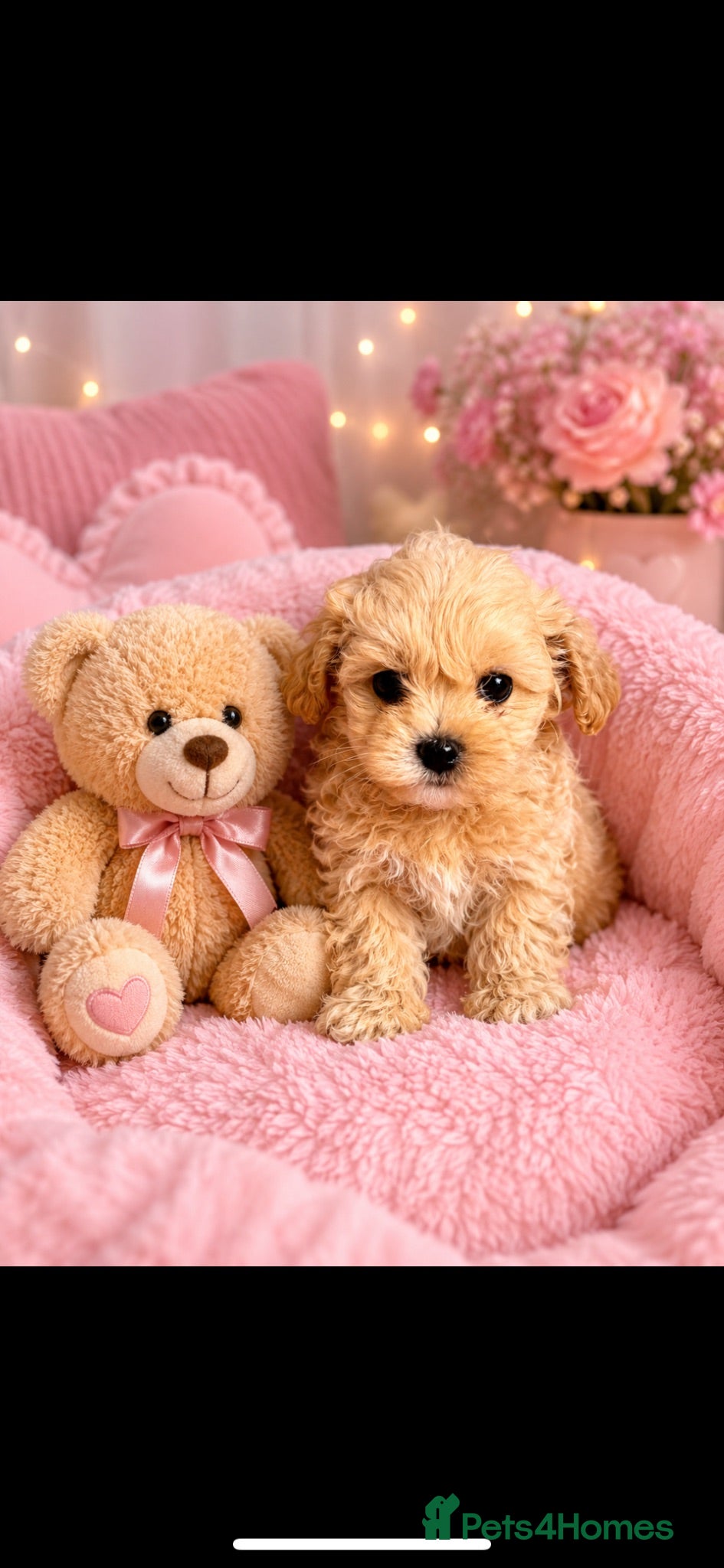 Maltipoo dogs Toy Asian Mum/Korean Dad bred Maltipoo puppies - Advert 2